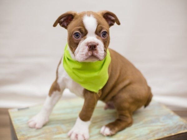 Boston Terrier-DOG-Male-SEAL & WHITE-13743-Petland Wichita, Kansas
