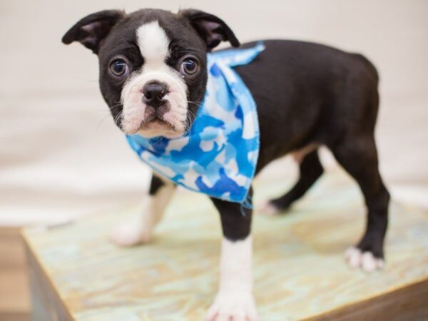 Boston Terrier DOG Male BLACK BRINDLE & WHITE 13742 Petland Wichita, Kansas