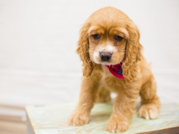 Cocker Spaniel DOG Female BUFF 13739 Petland Wichita, Kansas