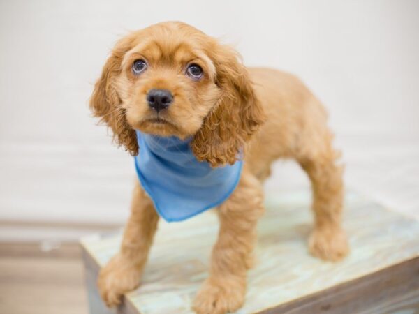 Cocker Spaniel DOG Male BUFF 13738 Petland Wichita, Kansas