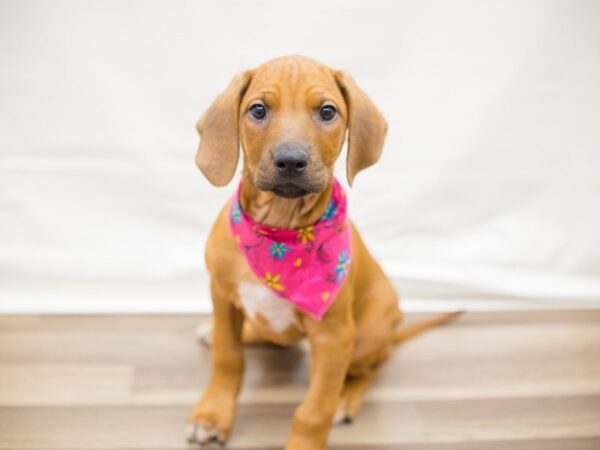 Rhodesian Ridgeback DOG Female RED WHEATEN 13741 Petland Wichita, Kansas