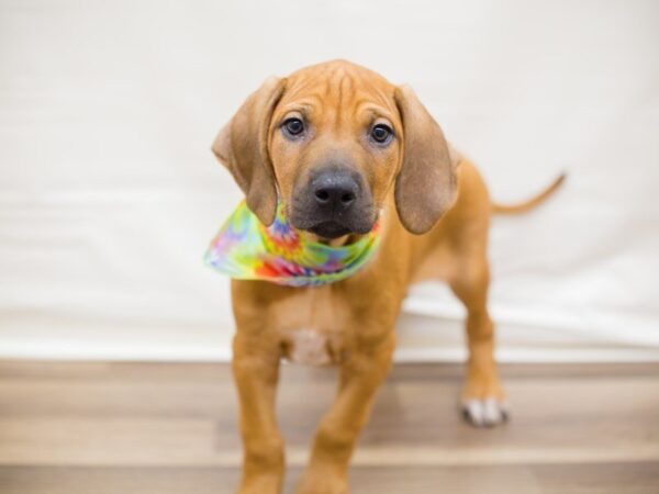 Rhodesian Ridgeback DOG Male RED WHEATEN 13740 Petland Wichita, Kansas