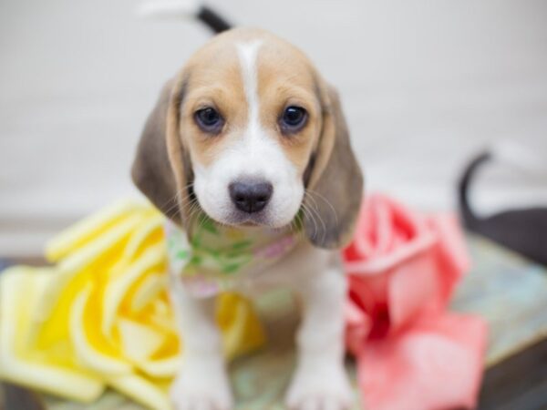 Beagle DOG Female BLUE AND WHITE 13737 Petland Wichita, Kansas