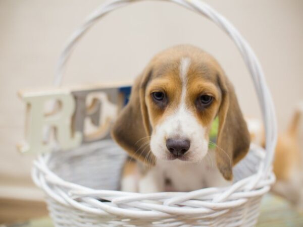 Beagle-DOG-Male-BLUE AND WHITE-13736-Petland Wichita, Kansas