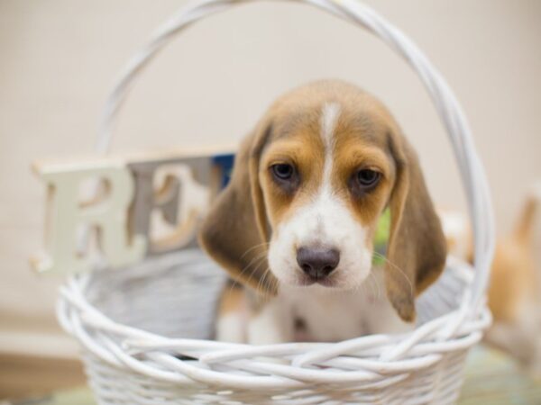 Beagle DOG Male BLUE AND WHITE 13736 Petland Wichita, Kansas