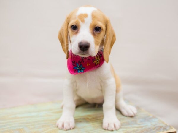 Beagle DOG Female Lemon & White 13735 Petland Wichita, Kansas