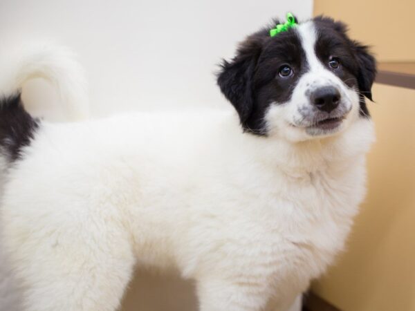 Great Pyrenees DOG Female White 13734 Petland Wichita, Kansas