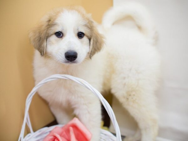 Great Pyrenees DOG Female White 13733 Petland Wichita, Kansas