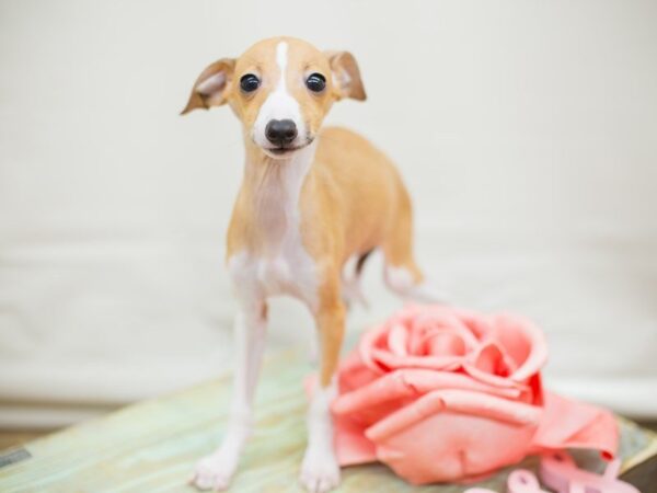 Italian Greyhound DOG Female FAWN 13732 Petland Wichita, Kansas