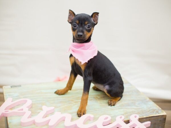 Miniature Pinscher DOG Female Black and Tan 13730 Petland Wichita, Kansas