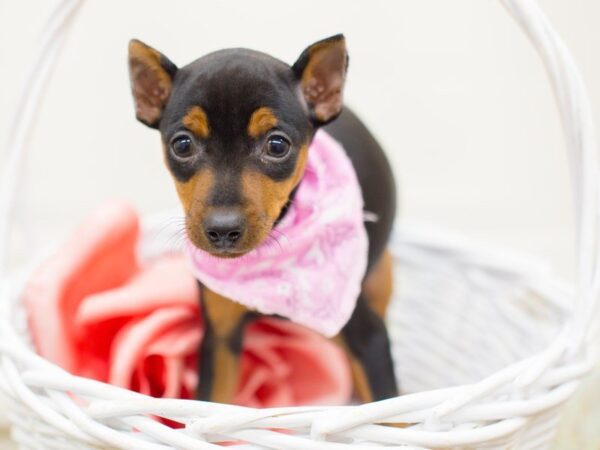 Miniature Pinscher DOG Female Black and Tan 13729 Petland Wichita, Kansas