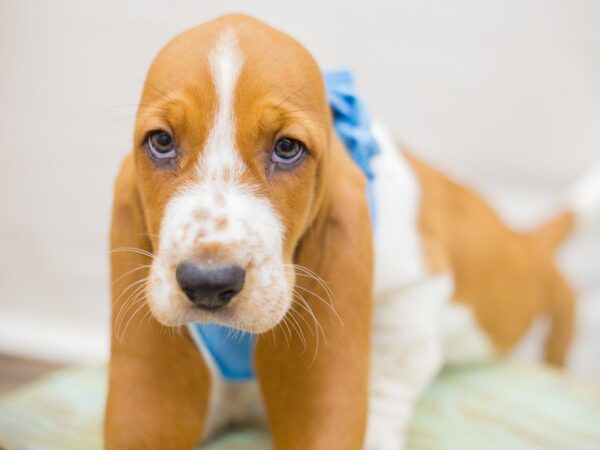 Basset Hound DOG Male Red & White 13777 Petland Wichita, Kansas