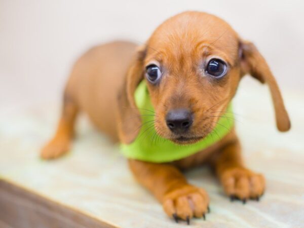 Miniature Dachshund DOG Male RED 13770 Petland Wichita, Kansas