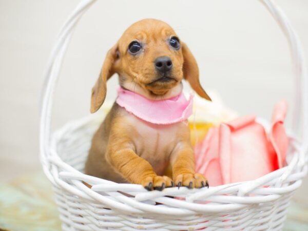 Miniature Dachshund DOG Female RED 13771 Petland Wichita, Kansas