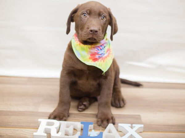 Labrador Retriever DOG Male CHOCOLATE 13772 Petland Wichita, Kansas