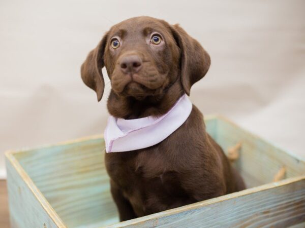 Labrador Retriever DOG Female CHOCOLATE 13773 Petland Wichita, Kansas