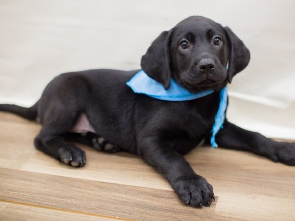 Labrador Retriever DOG Male BLACK 13774 Petland Wichita, Kansas