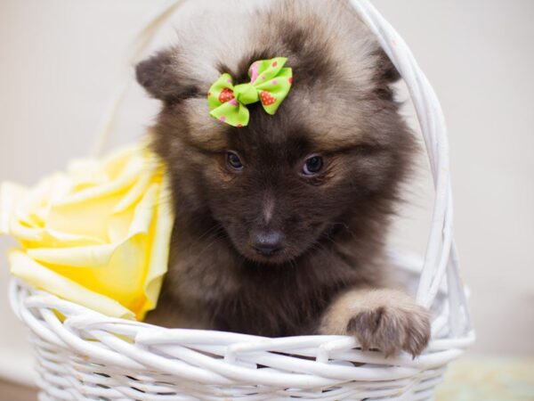 Keeshond DOG Female wolf sable 13775 Petland Wichita, Kansas