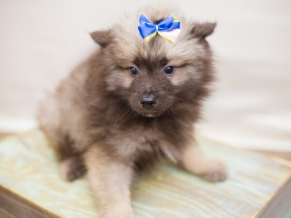 Keeshond DOG Female wolf sable 13776 Petland Wichita, Kansas