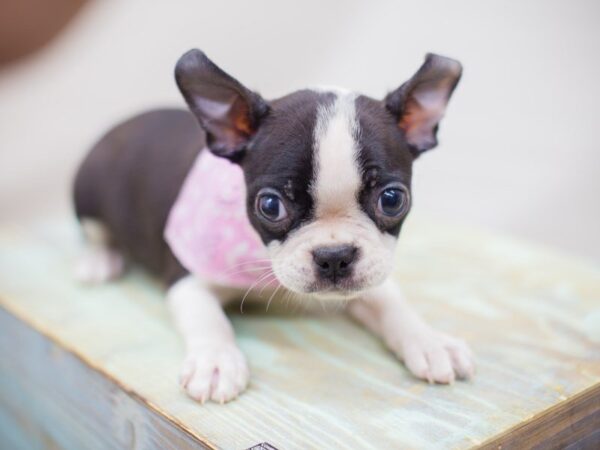 Boston Terrier-DOG-Female-Black and White-13826-Petland Wichita, Kansas