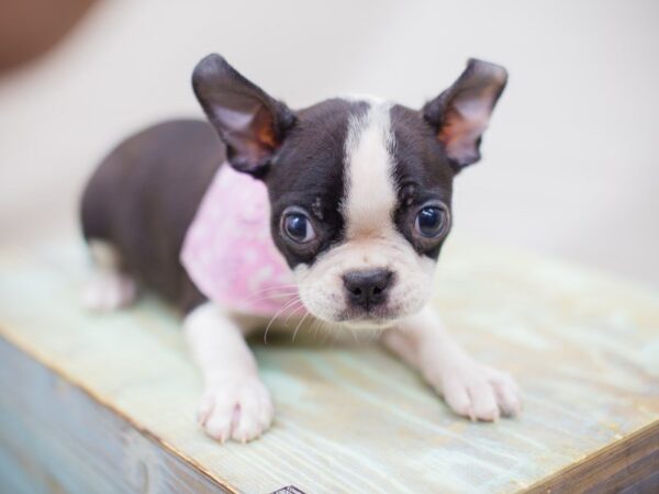 Boston Terrier DOG Female Black and White 13826 Petland Wichita, Kansas