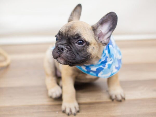 French Bulldog DOG Male Fawn 13825 Petland Wichita, Kansas