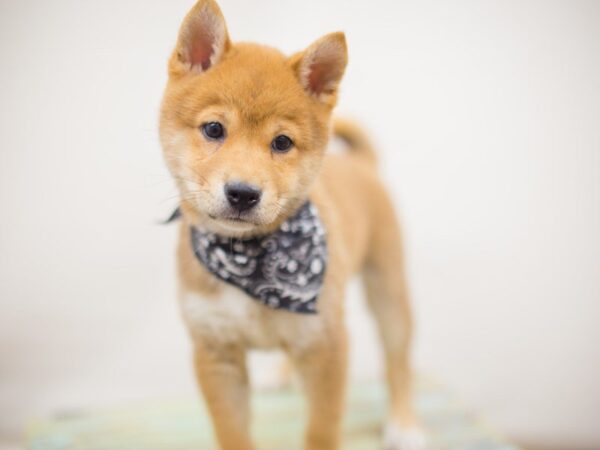 Shiba Inu DOG Male Sesame 13824 Petland Wichita, Kansas