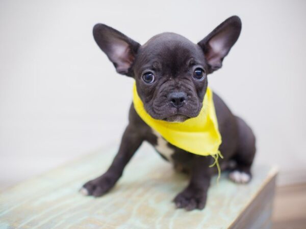 Frenchton DOG Male Black Brindle 13823 Petland Wichita, Kansas