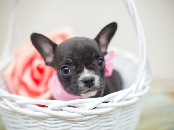 Frenchton DOG Female Black Brindle 13822 Petland Wichita, Kansas