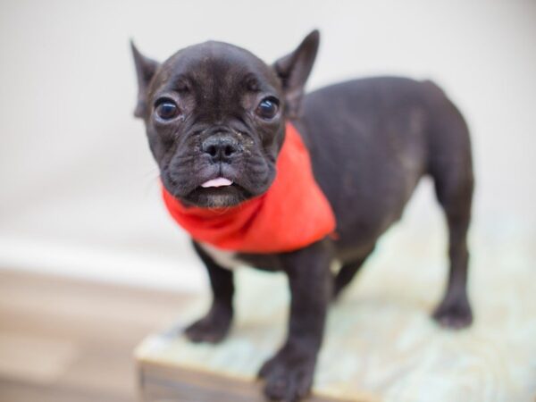 French Bulldog DOG Male Brindle 13821 Petland Wichita, Kansas