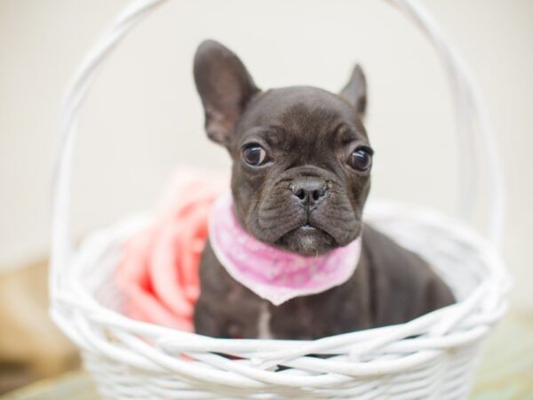 French Bulldog DOG Female Brindle 13820 Petland Wichita, Kansas