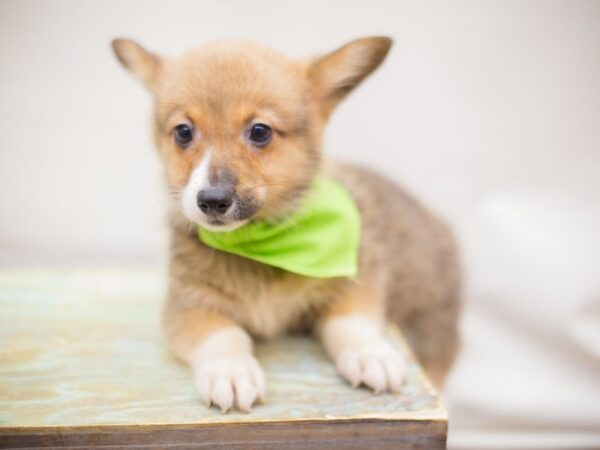 Pembroke Welsh Corgi DOG Male Red 13819 Petland Wichita, Kansas