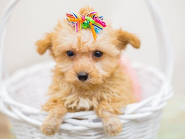 Toy Poodle-DOG-Female-Red-13818-Petland Wichita, Kansas