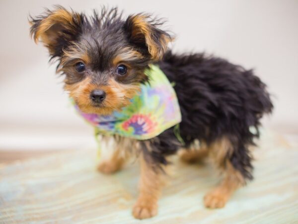 Yorkshire Terrier DOG Male Black and Tan 13813 Petland Wichita, Kansas