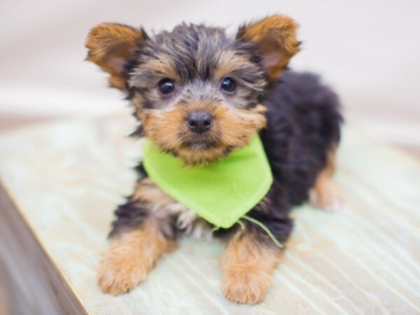 Yorkshire Terrier DOG Male Black and Tan 13812 Petland Wichita, Kansas