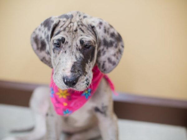 Great Dane-DOG-Female-Blue Merle-13811-Petland Wichita, Kansas