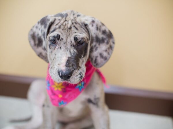 Great Dane DOG Female Blue Merle 13811 Petland Wichita, Kansas