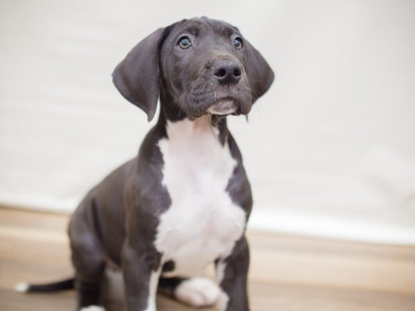 Great Dane DOG Male Black Mantle 13810 Petland Wichita, Kansas