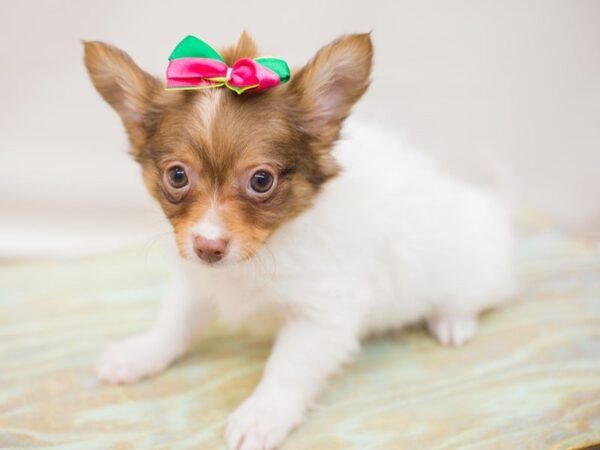 Chipom DOG Female Red Mask 13809 Petland Wichita, Kansas