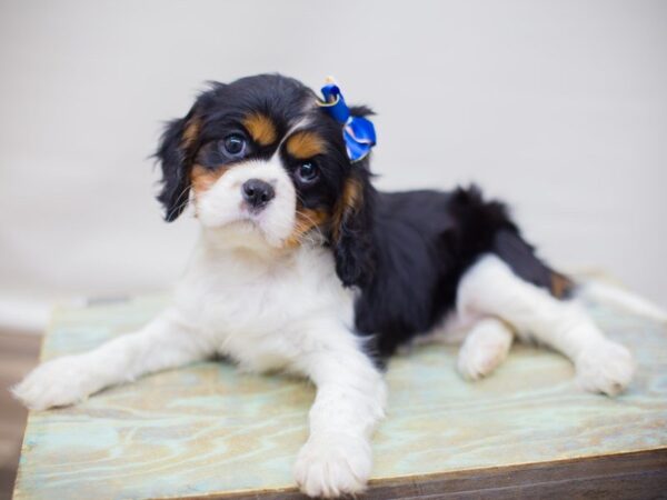 Cavalier King Charles Spaniel DOG Female TRI 13807 Petland Wichita, Kansas