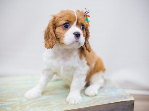 Cavalier King Charles Spaniel DOG Female BLENHEIM 13806 Petland Wichita, Kansas