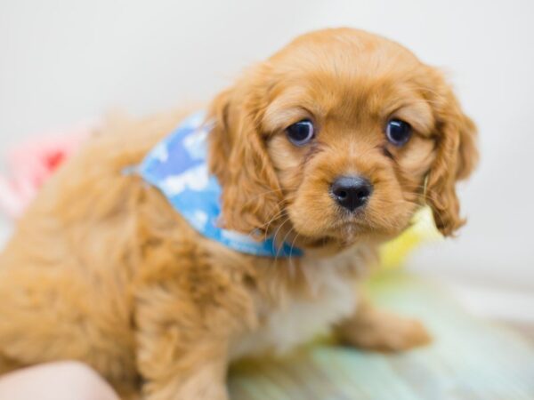 Cavalier King Charles Spaniel DOG Male RUBY 13805 Petland Wichita, Kansas