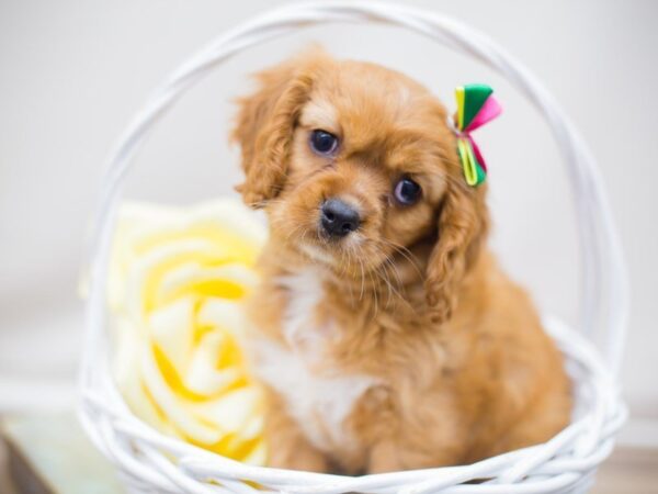 Cavalier King Charles Spaniel DOG Female RUBY 13804 Petland Wichita, Kansas