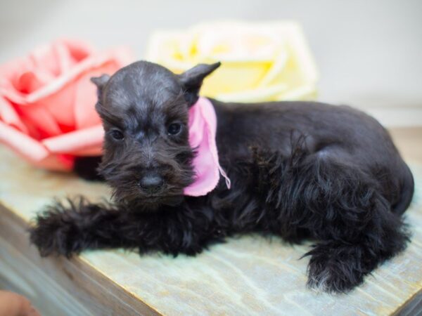 Miniature Schnauzer DOG Female Black 13816 Petland Wichita, Kansas