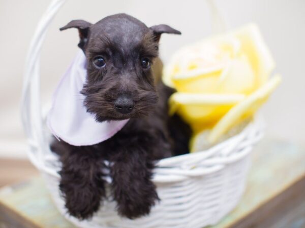 Miniature Schnauzer DOG Female Black 13815 Petland Wichita, Kansas