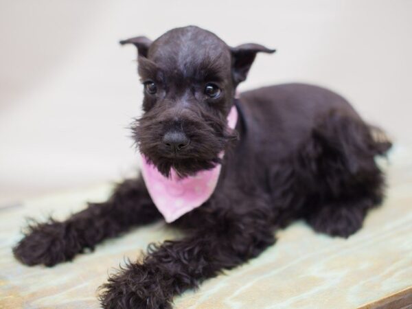 Miniature Schnauzer DOG Female Black 13814 Petland Wichita, Kansas