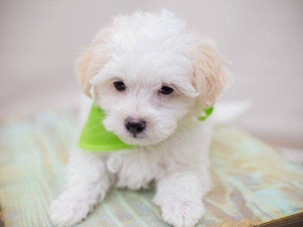 Maltipoo DOG Male White 13803 Petland Wichita, Kansas