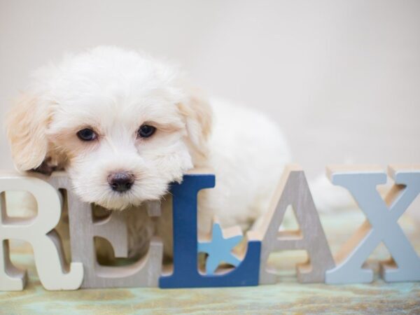 Maltipoo DOG Male White 13802 Petland Wichita, Kansas