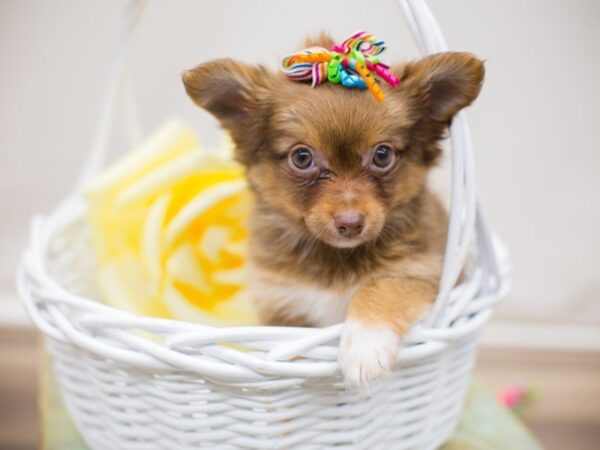 Chipom-DOG-Female-Chocolate Tri-13801-Petland Wichita, Kansas