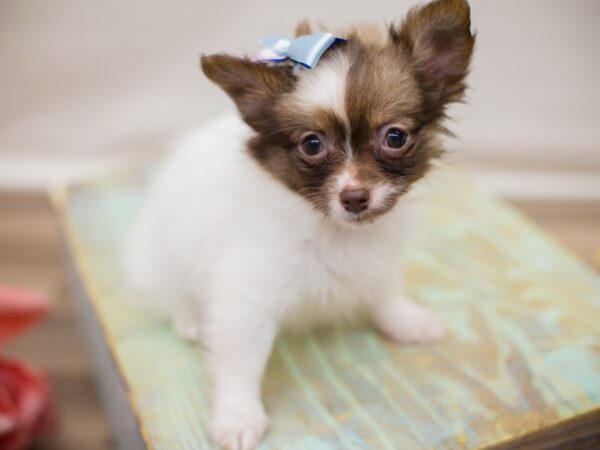 Chipom-DOG-Female-Chocolate Mask-13800-Petland Wichita, Kansas